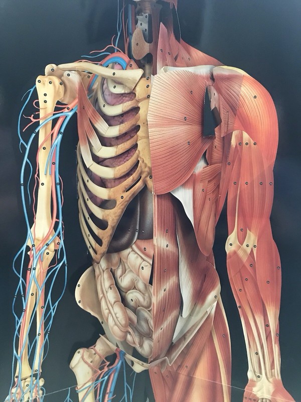 3D Life Size Popup Dimensional Man David Pelham Anatomical Medical Poster Nice! gallery