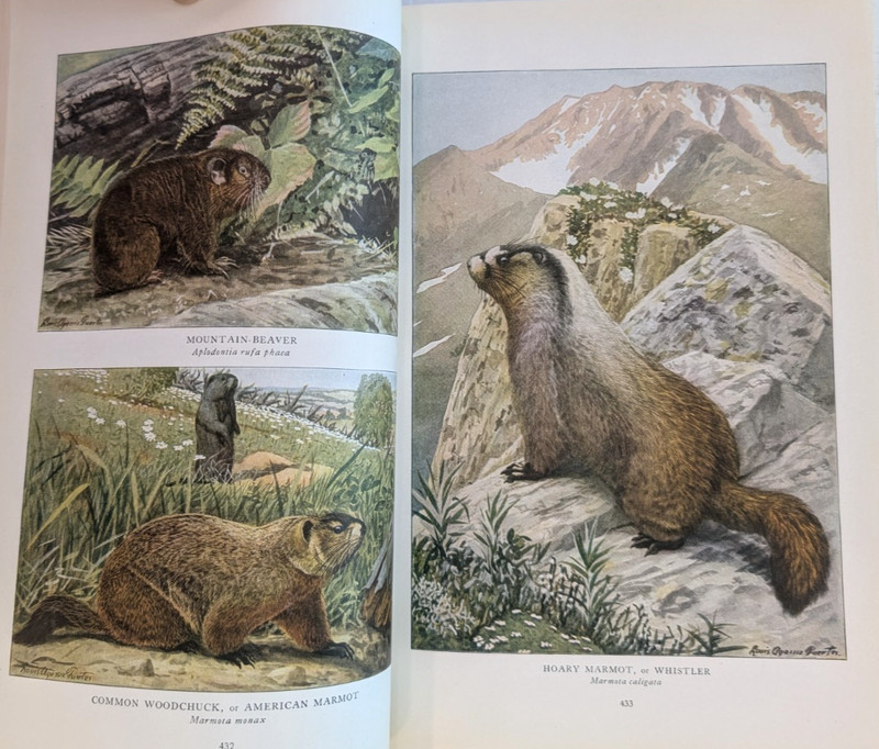 1918 NATIONAL GEOGRAPHIC MAGAZINE LOUIS AGASSIZ FUERTES 32 COLOR MAMMALS PAGES gallery