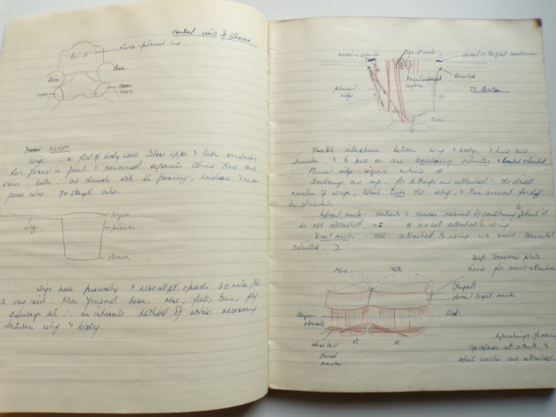 1950s MANUSCRIPT BOOK Entomology INSECTS 188 Handwritten Pages Science Zoology gallery
