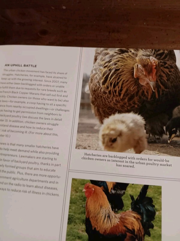 The Chicken Whisperer's Guide to Keeping Chickens by Andy Schneider gallery