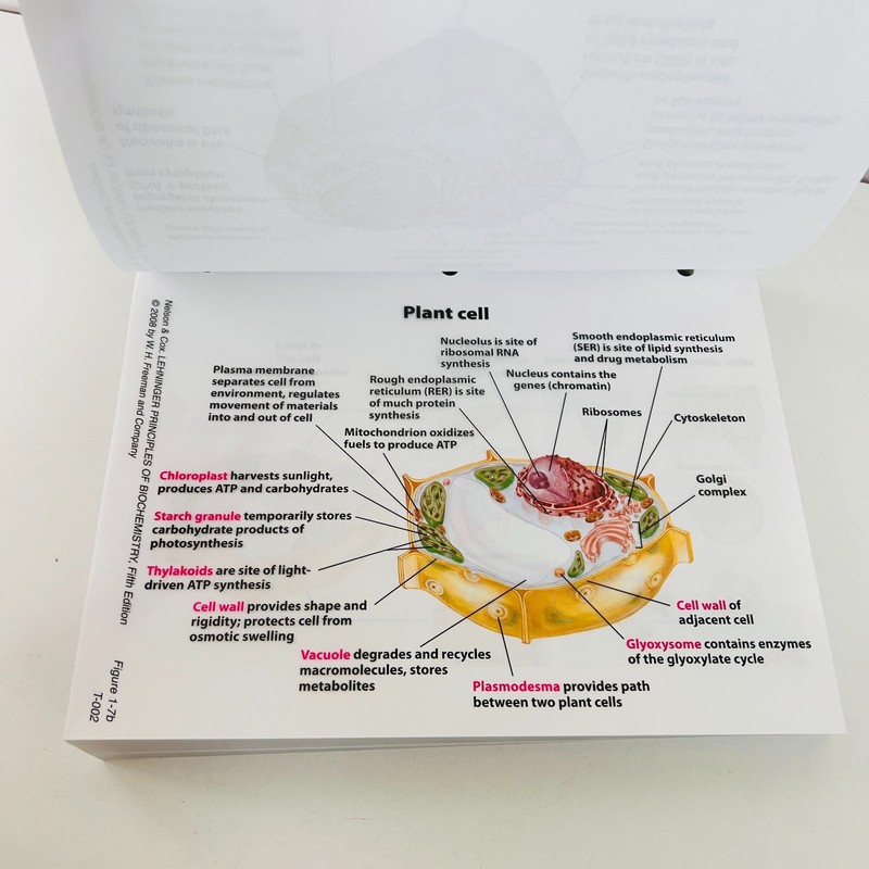 Overhead Transparency Set for Lehninger Principles of Biochemistry Complete gallery