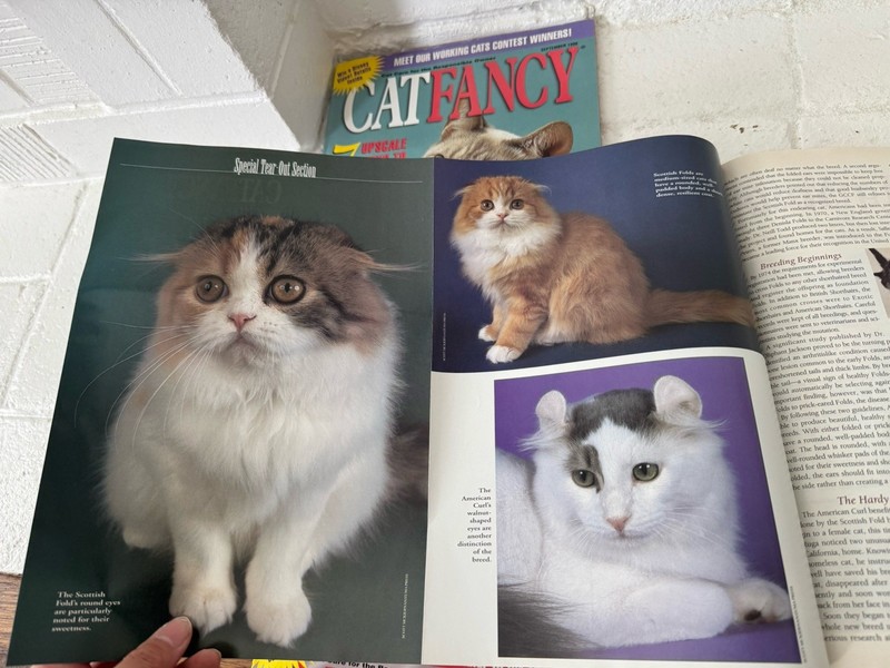 1998 Lot 10 Cat Fancy Magazines 01/98 to 09/98, and 12/98 Cat Posters Photos gallery