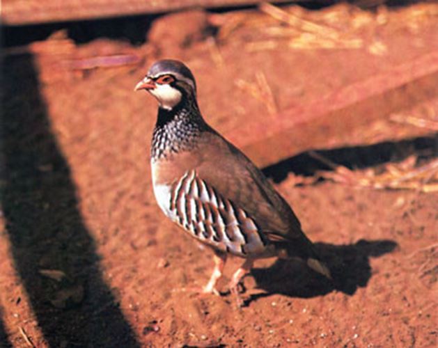 Game Bird Breeders Handbook: commercial & ornamental gallery