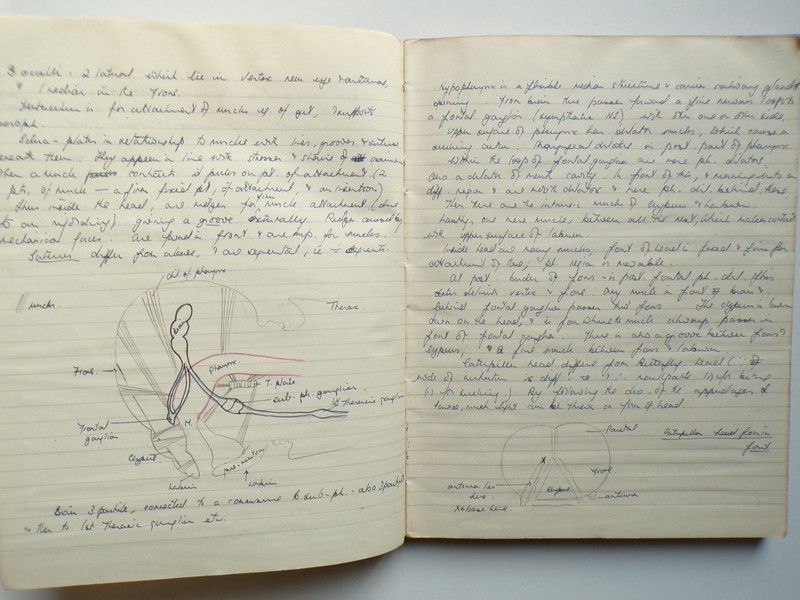 1950s MANUSCRIPT BOOK Entomology INSECTS 188 Handwritten Pages Science Zoology gallery