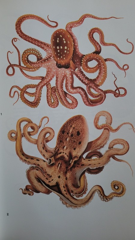 1965 Poisonous & Venomous Marine Animals Volume 1 Halstead – Vintage Marine Bio
