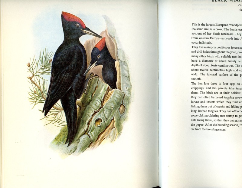 Birds of Europe, 160 color-plates from Lithographs of John Gould, 1966, HC Book gallery