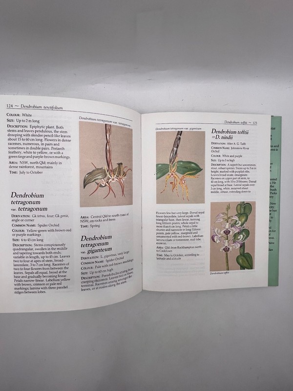 Angus & Robertson Field Guide To Australian Orchids Hardcover Book Botany gallery