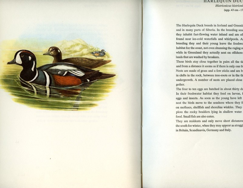 Birds of Europe, 160 color-plates from Lithographs of John Gould, 1966, HC Book gallery