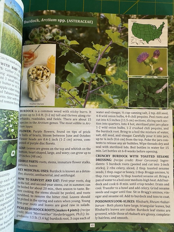 The Forager's Guide to Wild Foods - The North American Edition - Nicole Apelian gallery
