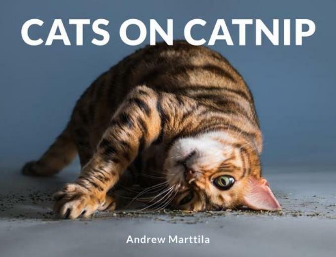 Cats On Catnip
