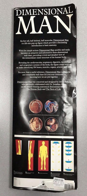 3D Life Size Popup Dimensional Man David Pelham Anatomical Medical Poster Nice! gallery