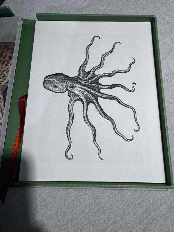 Natural Histories by Baione gallery