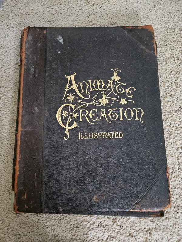1895 ANIMATE CREATION ILLUSTRATED OUR LIVING WORLD BY REV J G WOOD Vol 1