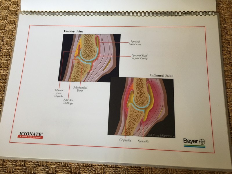 Equine Joint Disease laminated illustrations Bayer Hyonate booklet 43 x 30.5 cm gallery
