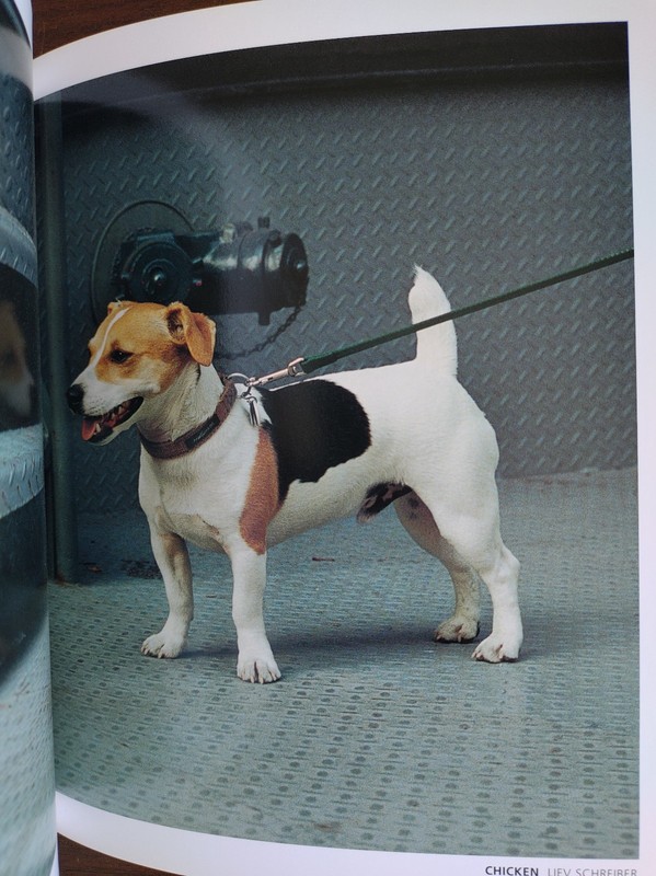 CELEBRITY DOGS - Hardcover - PHOTOGRAPHS BY KAMIL SALAH - 92 PAGES - LIKE NEW!!! gallery