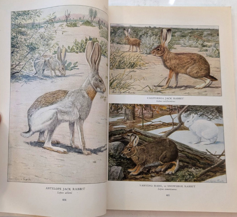 1918 NATIONAL GEOGRAPHIC MAGAZINE LOUIS AGASSIZ FUERTES 32 COLOR MAMMALS PAGES gallery