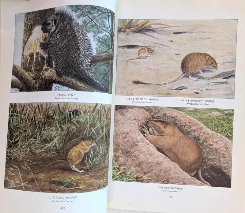 1918 NATIONAL GEOGRAPHIC MAGAZINE LOUIS AGASSIZ FUERTES 32 COLOR MAMMALS PAGES gallery