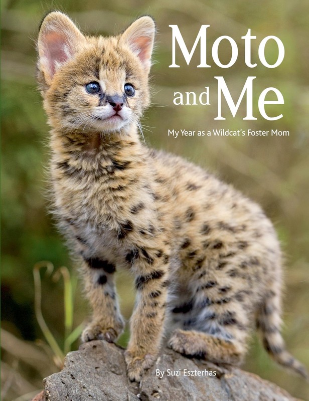 Moto and Me: My Year as a Wildcat’s Foster Mom – hardcover Eszterhas, Suzi
