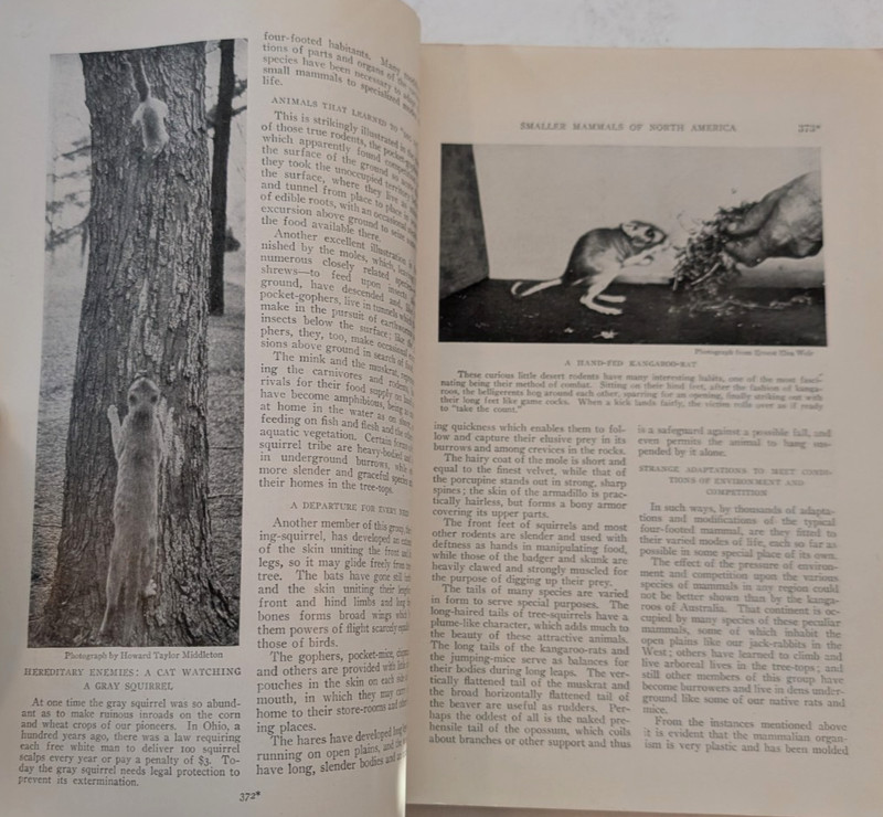 1918 NATIONAL GEOGRAPHIC MAGAZINE LOUIS AGASSIZ FUERTES 32 COLOR MAMMALS PAGES gallery
