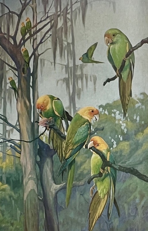 Arthur H Howell / Florida Bird Life 1st Edition 1932