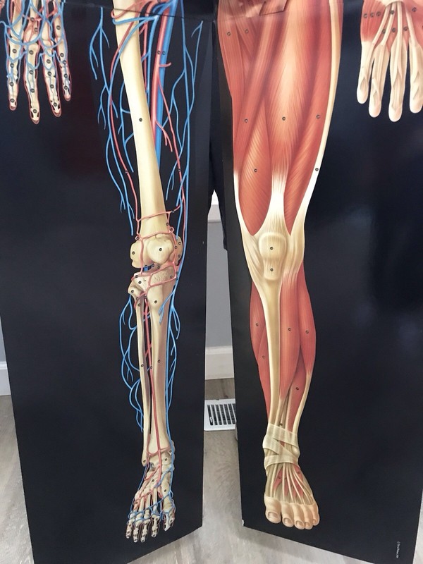 3D Life Size Popup Dimensional Man David Pelham Anatomical Medical Poster Nice! gallery