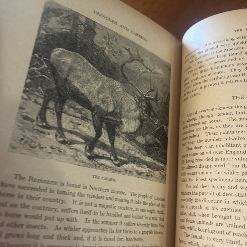 Wood's Illustrated Natural History by J. G. Wood MCLoughlin Bros c1880 gallery