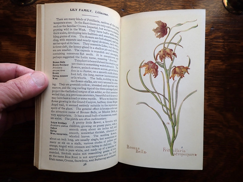 1915 Field Book Western Wild Flowers Margaret Armstrong 1st Edition gallery