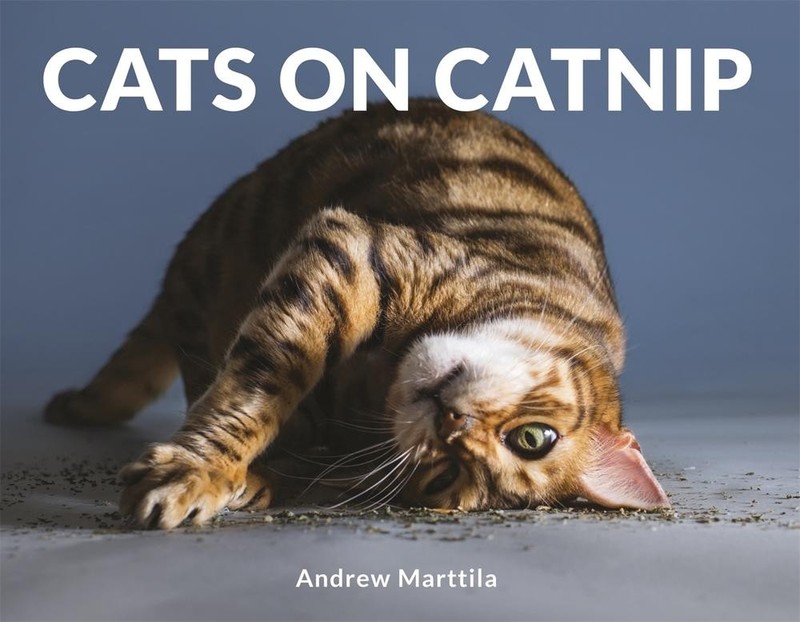 Cats on Catnip by Andrew Marttila (English) Hardcover Book