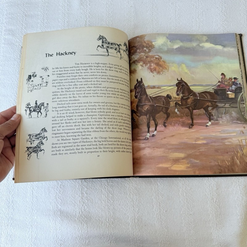 Vintage Children's Book ALBUM OF HORSES by Marguerite Henry 1957 Hardcover gallery