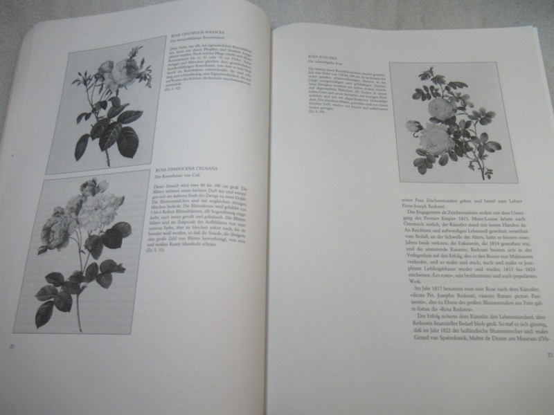 Pierre Joseph Redoute ROSEN - German Book of ROSE Paintings 1991 PB gallery
