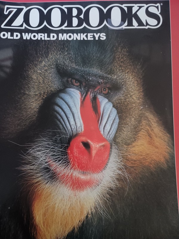 Old World Monkeys (Zoobooks) – Paperback By Elwood, Ann – VERY GOOD