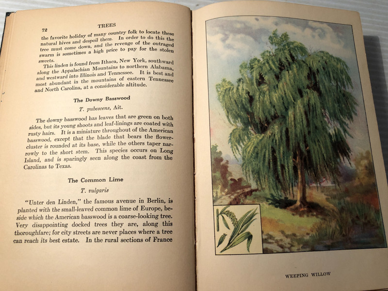 b The Nature Library TREES Julia Ellen Rogers 1926 Doubleday Doran 48 Color Ill gallery