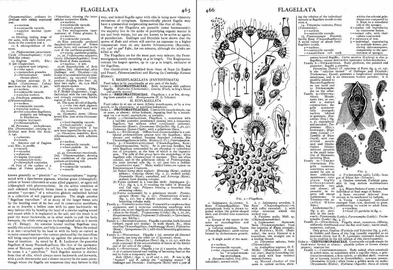 Encyclopedia Britannica - 11th & 12th Edition - 32 Volumes - Collection - CD/DVD gallery