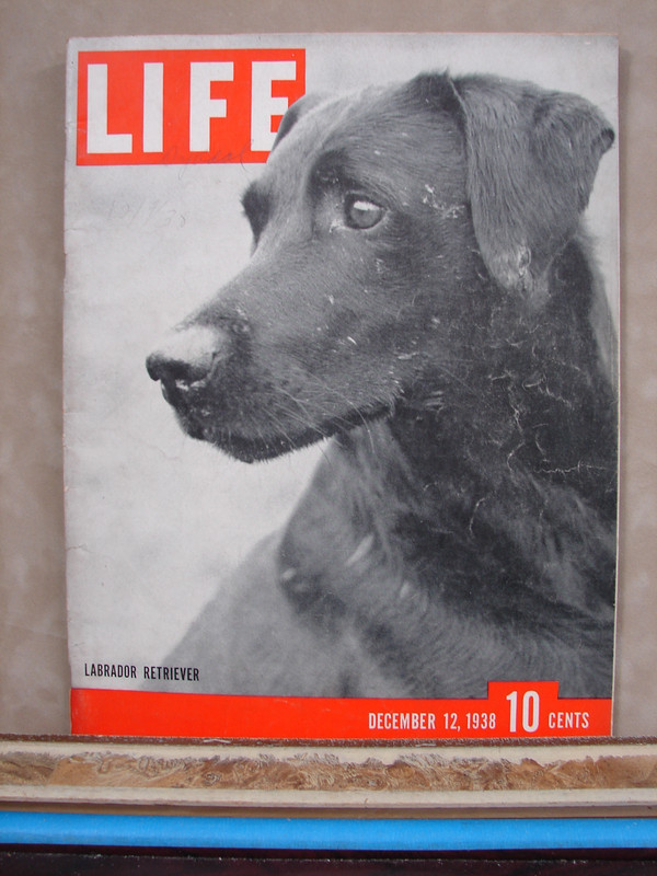 December 12, 1938, Vintage Life Magazine Chocolate Labrador Retriever L138