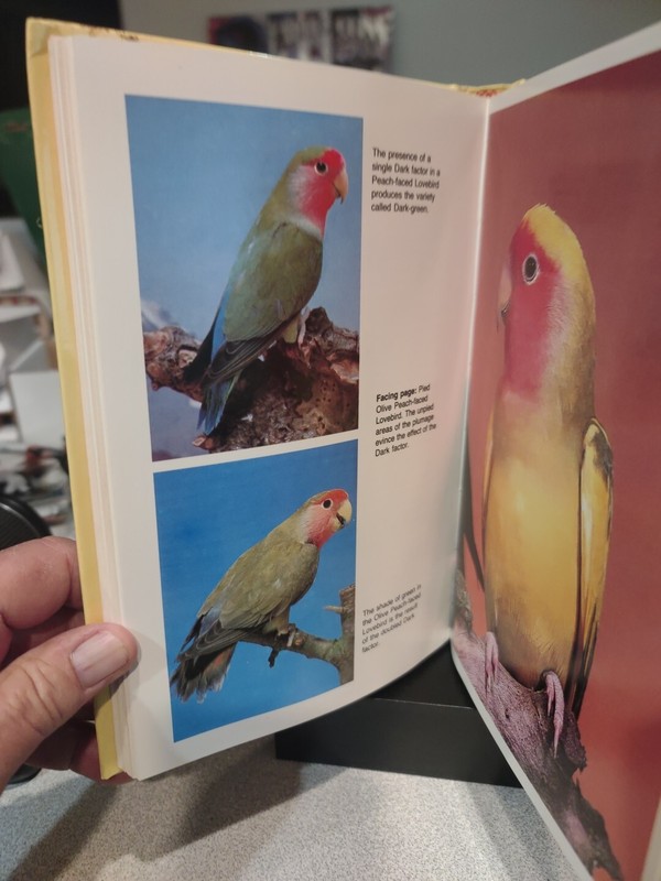 The World of Lovebirds by Jurgen Brockman And Werner Lantermann 1990 0866229272 gallery