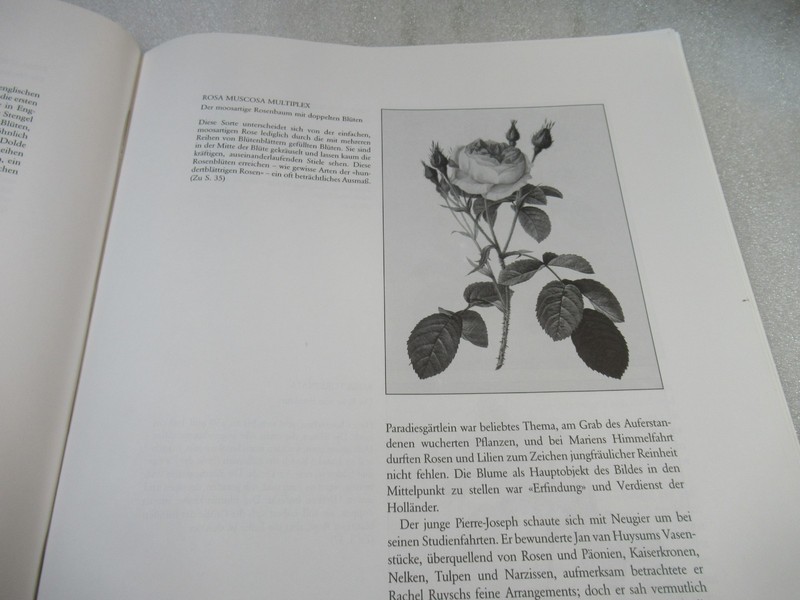 Pierre Joseph Redoute ROSEN - German Book of ROSE Paintings 1991 PB gallery