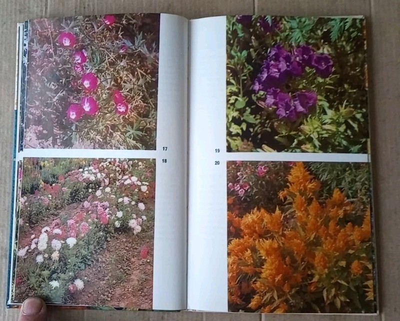 Annuals And Biennials Roy Hay - 1966 gallery