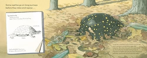 Summertime Sleepers: Animals That Estivate, Stewart, Melissa, Excellent Book gallery