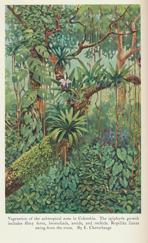 Botany Smithsonian Institution 1931 First Edition 98 Full-Page Photographs
