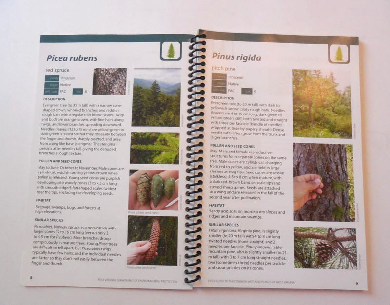 Field Guide To Common Wetland Plants Of West Virginia PB Spiral Botany 2019 gallery