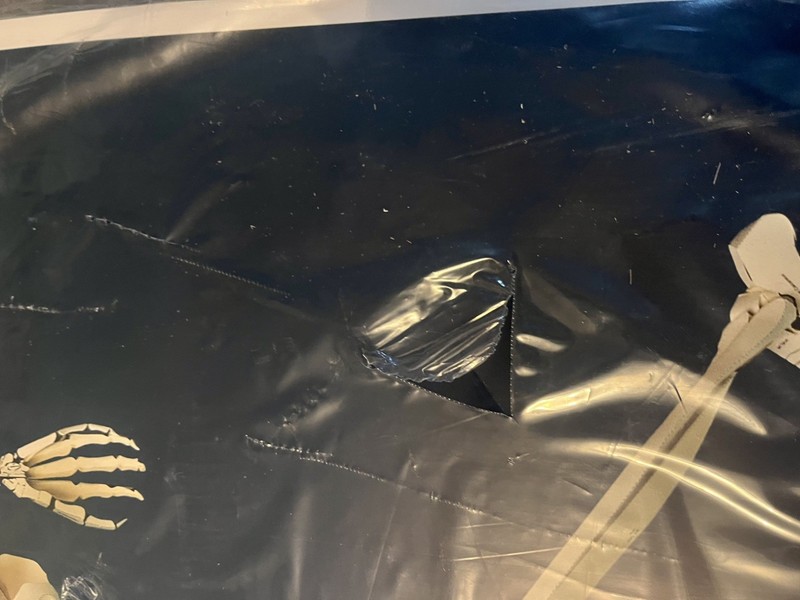 Build Your Own Human Skeleton Cardboard Kit gallery