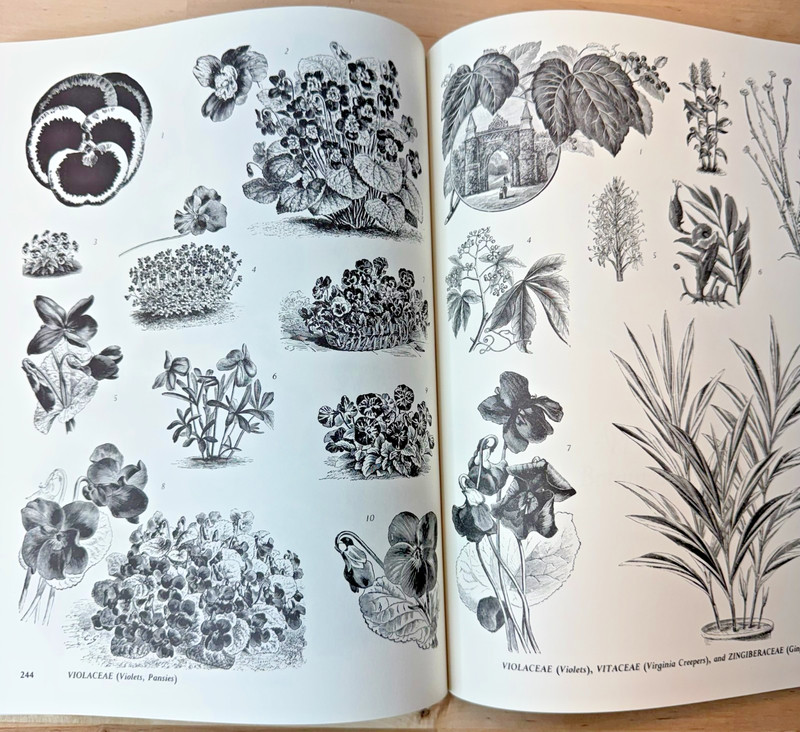 Plants 2400 Royalty-Free Illustrations Of Flowers, Trees, Fruits and Vegetables gallery