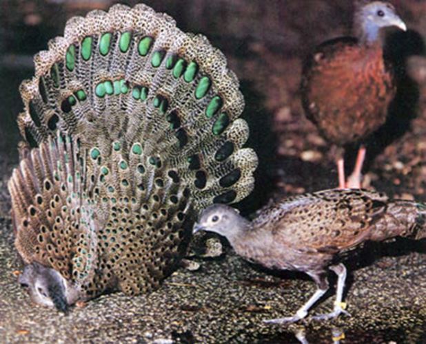 Game Bird Breeders Handbook: commercial & ornamental gallery