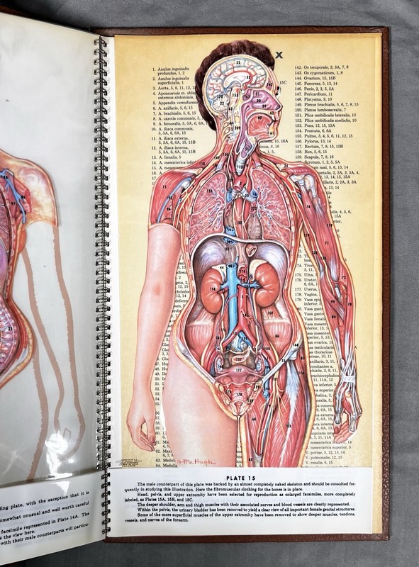 1958 Anatomical Chromographs Human Male & Female Parke Davis Detroit, MI Leather gallery