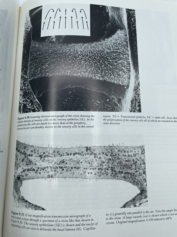 Ultrastructural Atlas of the Inner Ear 1984 325 pages Imrich Friedman Hardcover gallery
