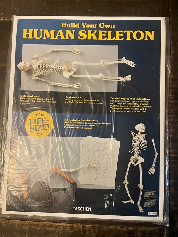 Build Your Own Human Skeleton Cardboard Kit gallery