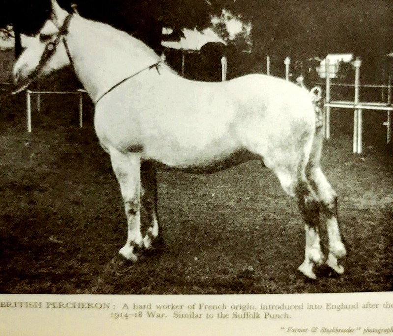Vtg WALTER'S HORSE KEEPERS ENCYCLOPEDIA by W.H. Walter (1958, Illustrated, HC) gallery