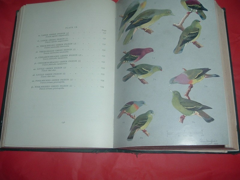 BIRDS OF BORNEO..... B M SMYTHIES HARD BACK, 2ND ED, 51 COLOUR PLATES, 592 PAGES gallery