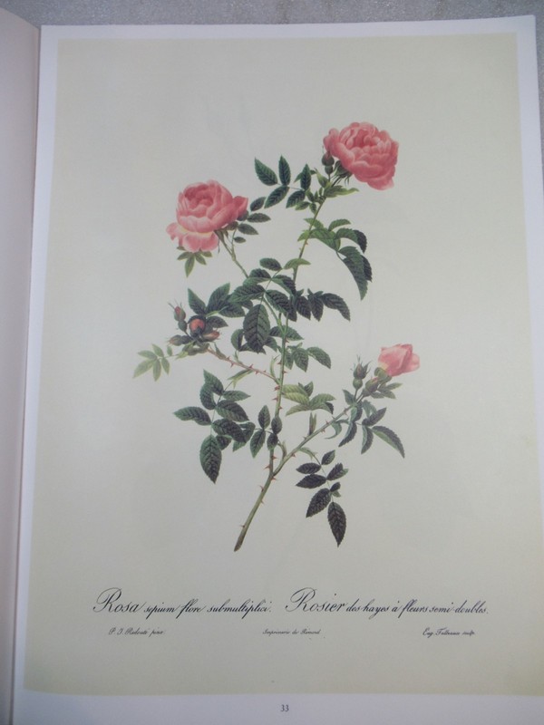 Pierre Joseph Redoute ROSEN - German Book of ROSE Paintings 1991 PB gallery