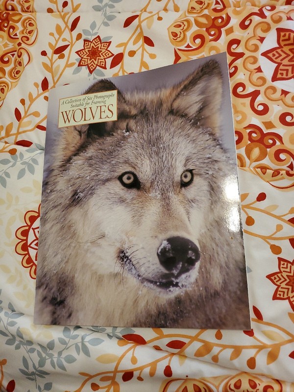 1997 A Collection Six Wolfves Pictures 12×18